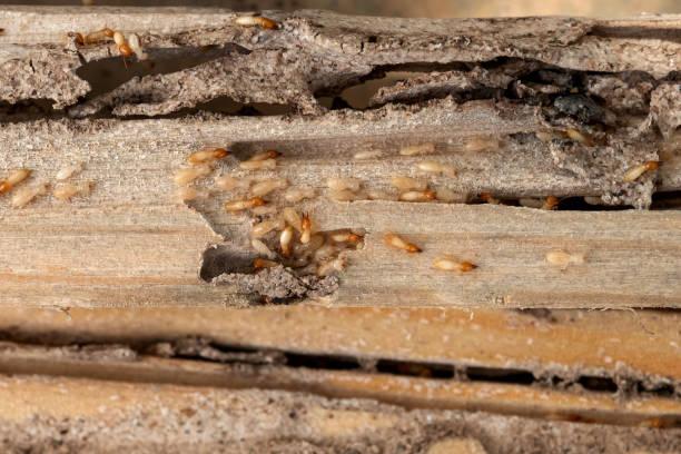 Bird Control in Country Clu, FL